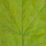 jungle_leaf_generic_color